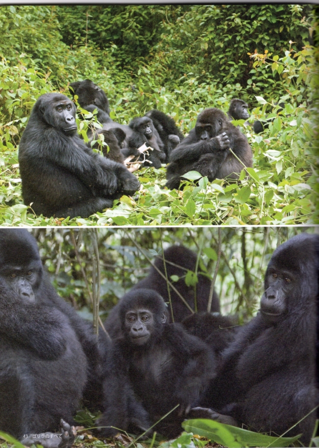 ゴリラのあれこれ その1 家族編 | ながお歯科クリニック